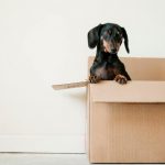 conseils demenagement chien