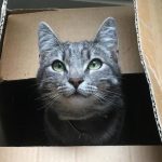 demenager avec un chat