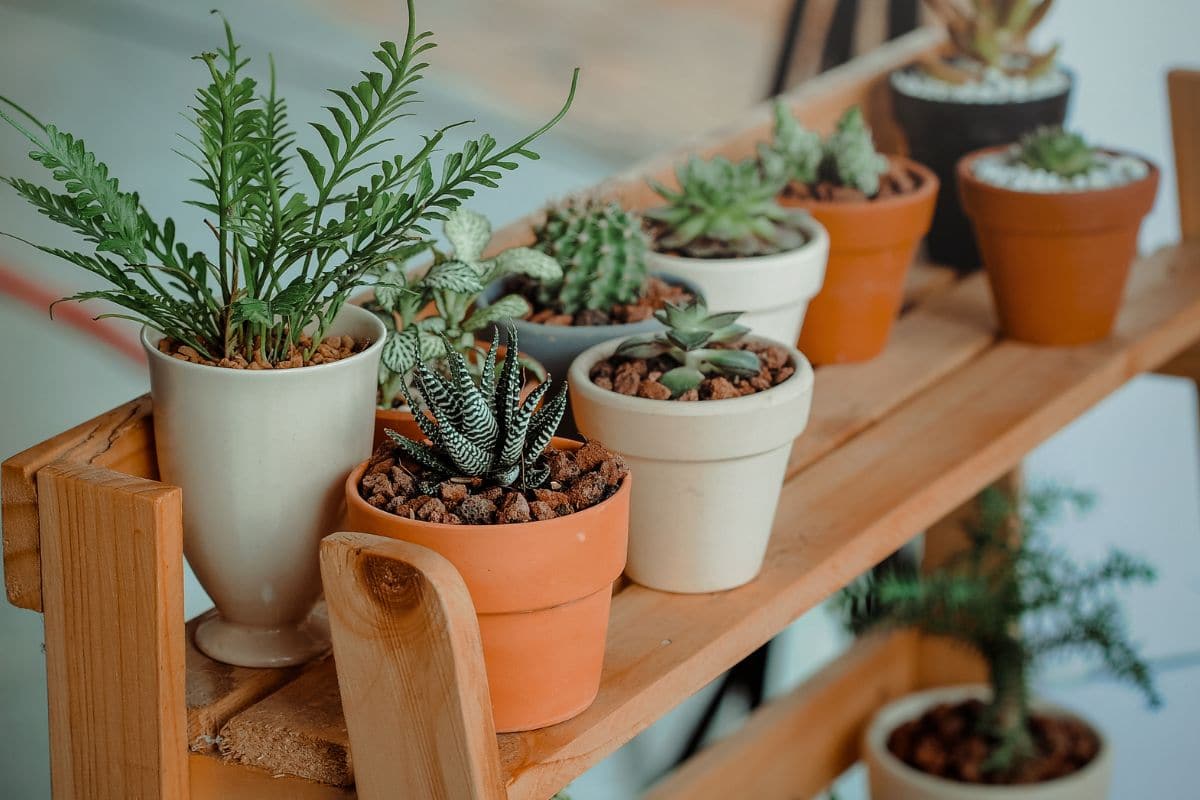 10 plantes pour dépolluer votre habitat : un guide complet 10 plantes pour dépolluer votre habitat :un guide complet