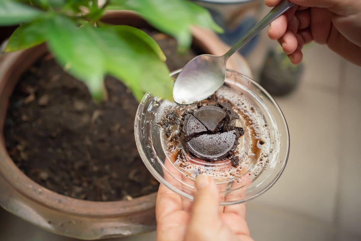 Le marc de café : ingrédient miracle pour votre habitat Le marc de café : ingrédient miracle pour votre habitat