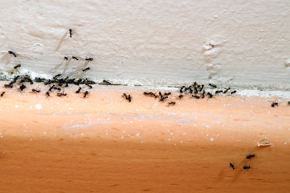 Des fourmis à la maison ? Comment stopper l'invasion en une nuit Des fourmis à la maison ? Comment stopper l'invasion en une nuit
